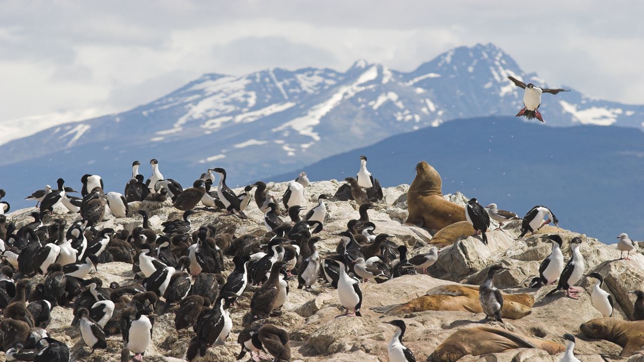 Excursion Privada En Isla Gable Y Pinguinera (0)