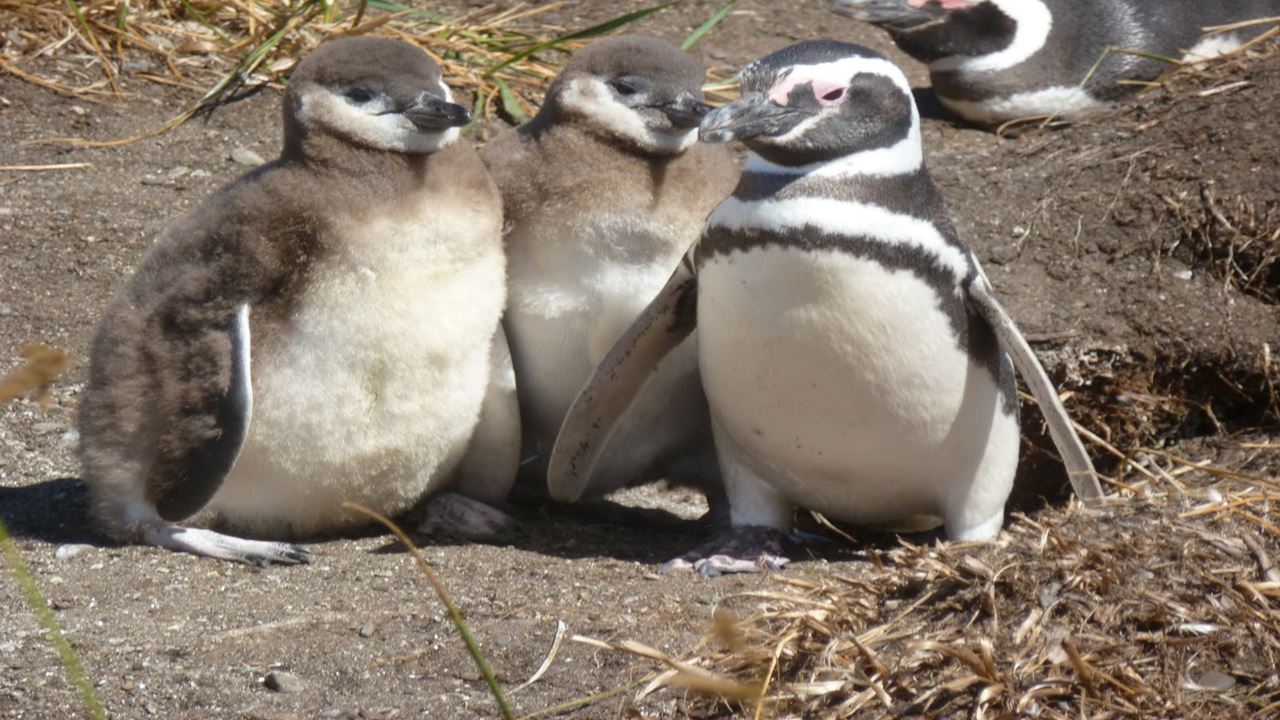 Excursion Privada En Isla Gable Y Pinguinera (1)