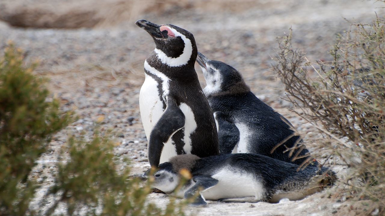 Private Excursion To Penguin Colony In Punta Tombo (4)