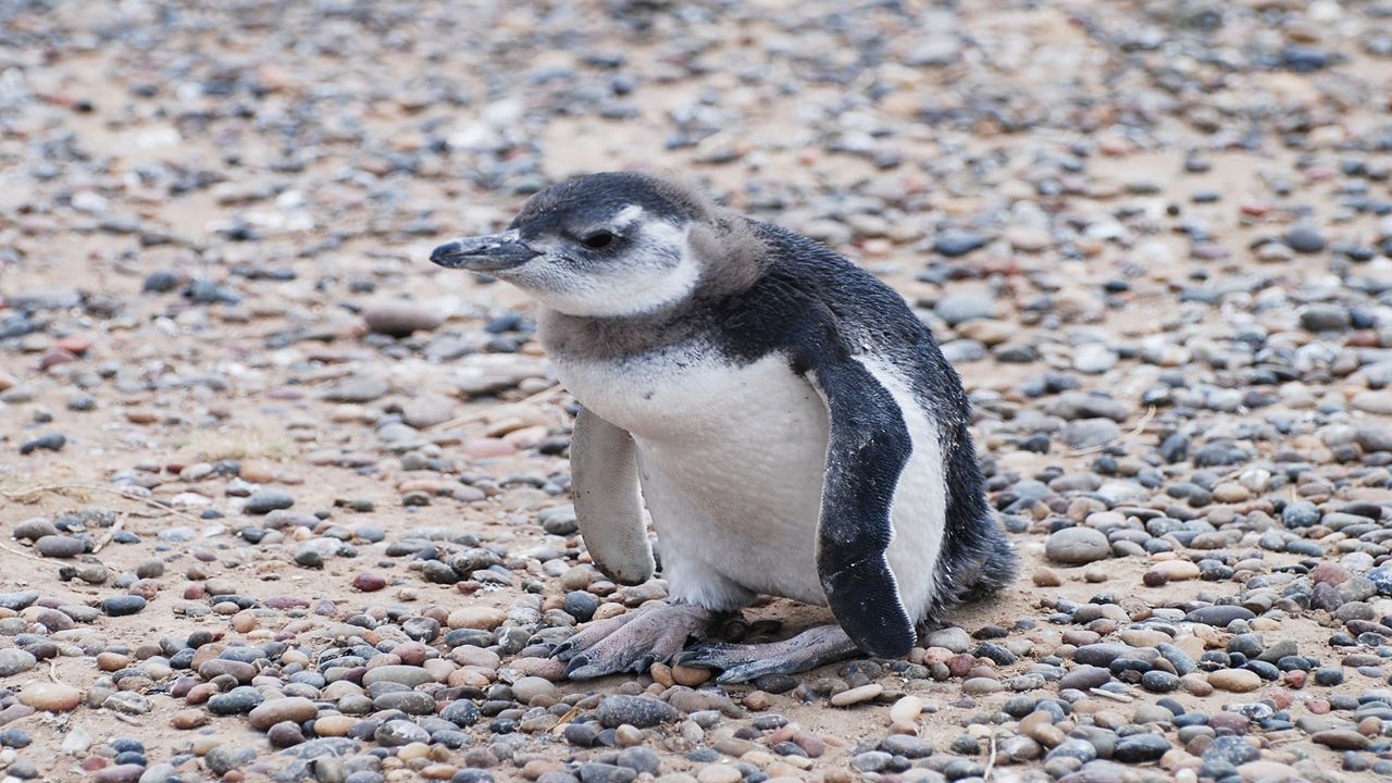 Private Excursion To Penguin Colony In Punta Tombo (2)