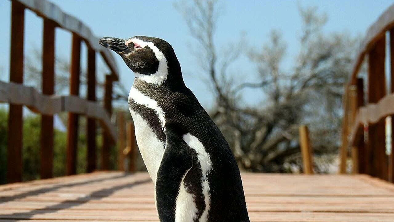 Private Excursion To Penguin Colony In Punta Tombo (5)