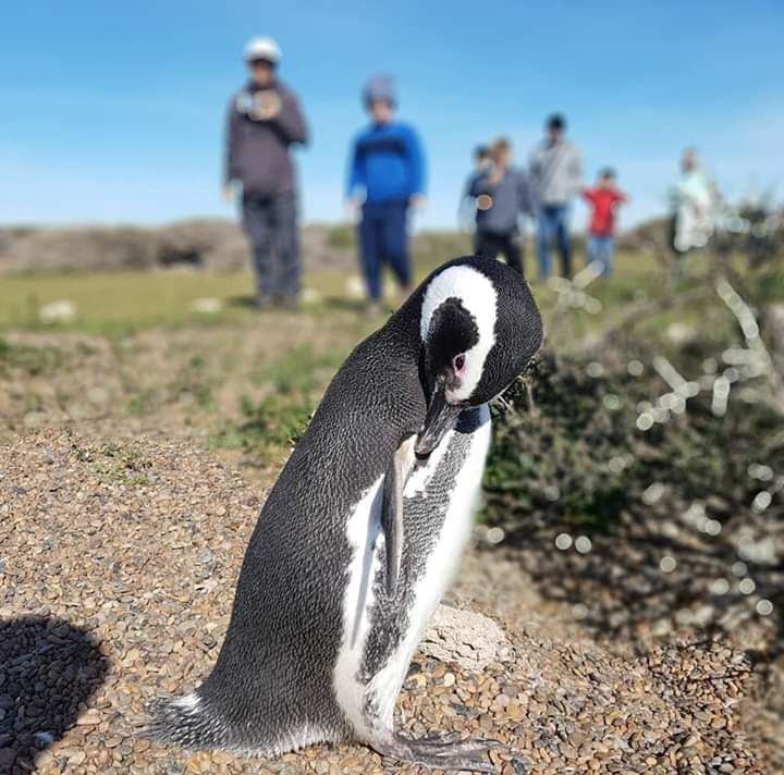 Private Excursion To Penguin Colony In Punta Tombo (1)