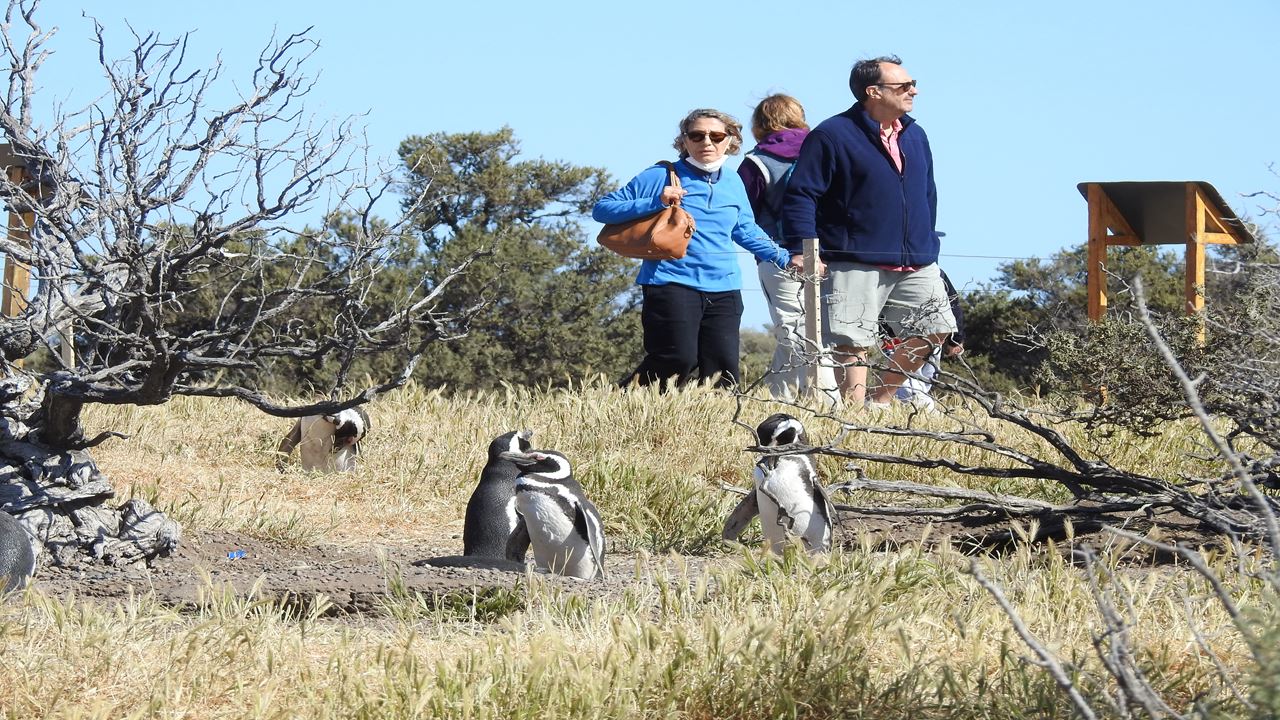 Excursão Punta Tombo Com Ilha Escondida Em Puerto Madryn (1)