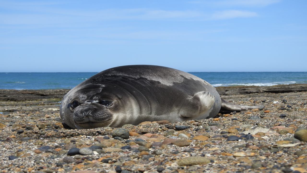 Excursão Punta Tombo Com Ilha Escondida Em Puerto Madryn (5)