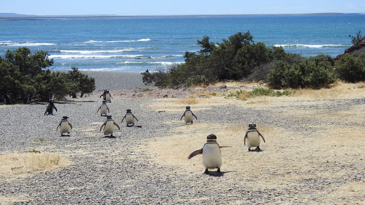 Excursão Punta Tombo Com Ilha Escondida Em Puerto Madryn (0)
