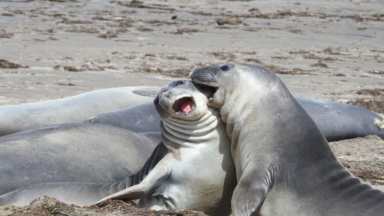 Excursão Punta Tombo Com Ilha Escondida Em Puerto Madryn (2)