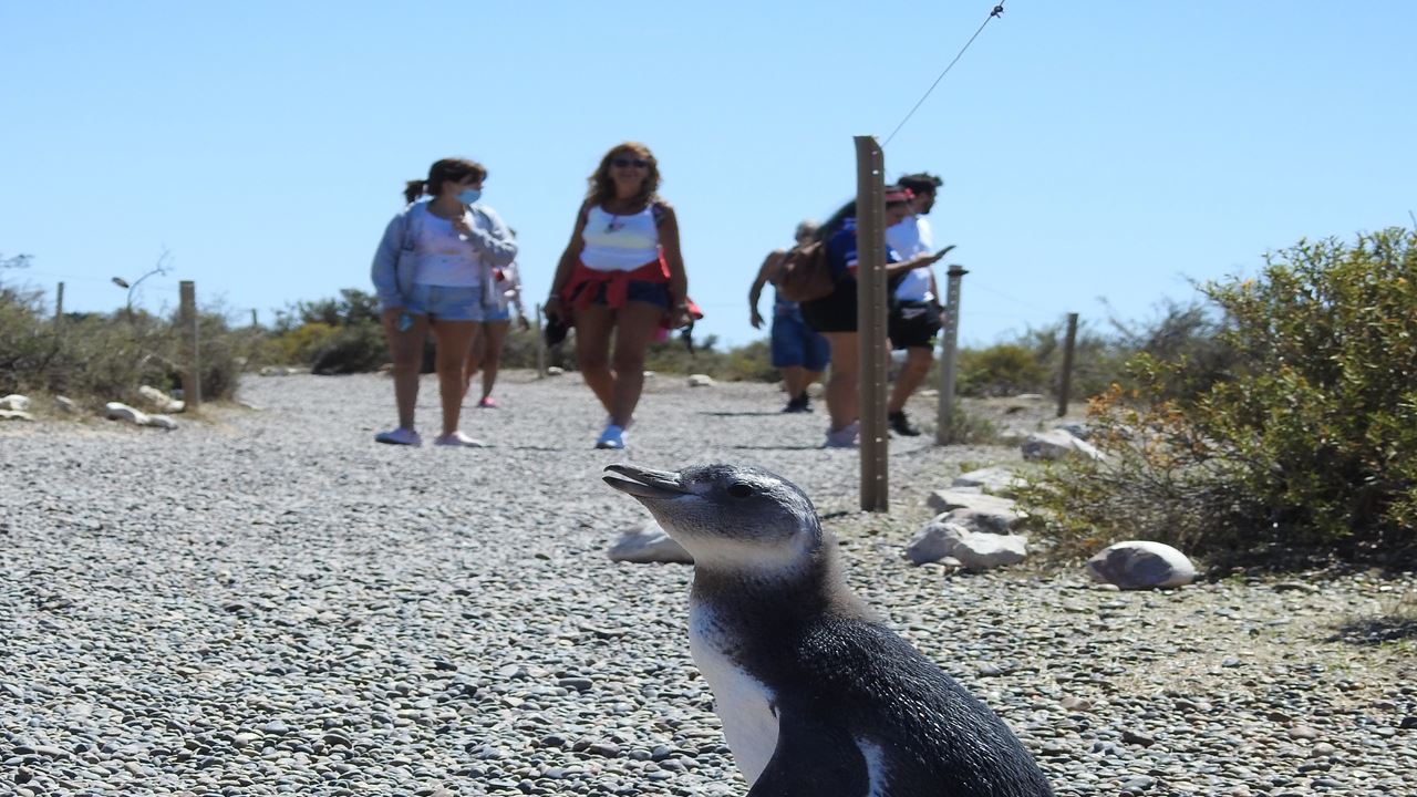 Excursão Punta Tombo Com Ilha Escondida Em Puerto Madryn (3)