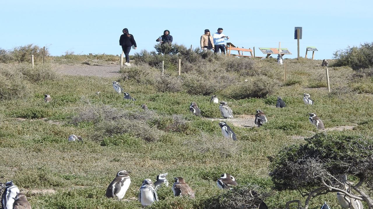 Excursão Punta Tombo Com Ilha Escondida Em Puerto Madryn (4)