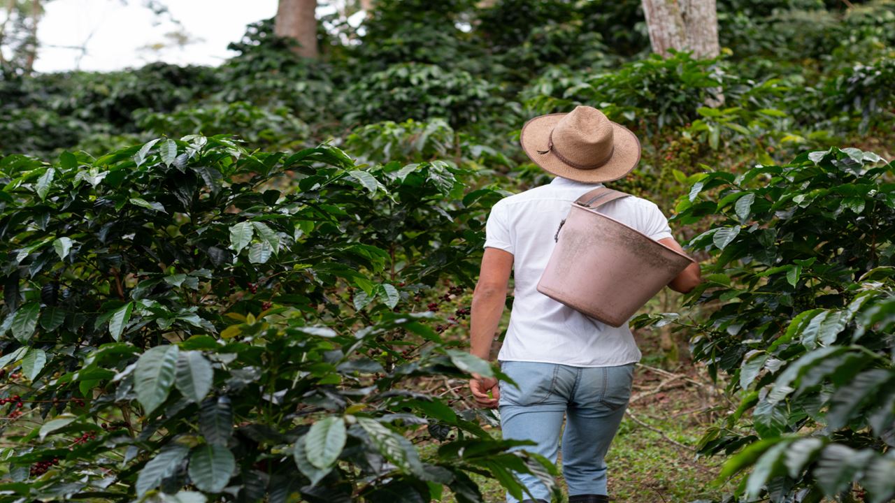 Experiencia Cafetera En Santander foto 8
