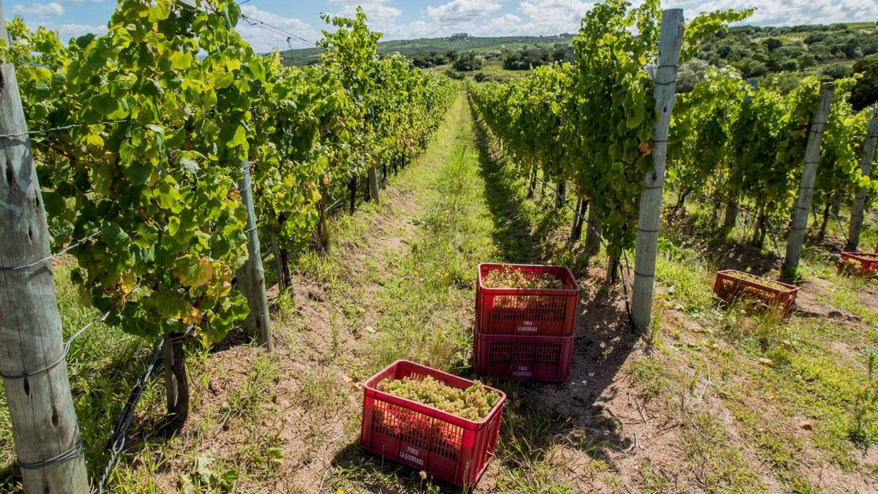 Picnic Experience At Garzon Winery foto 5