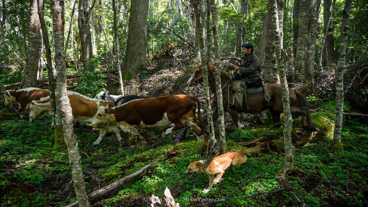 Experience At A Patagonian Ranch: Shearing And Roasting foto 3