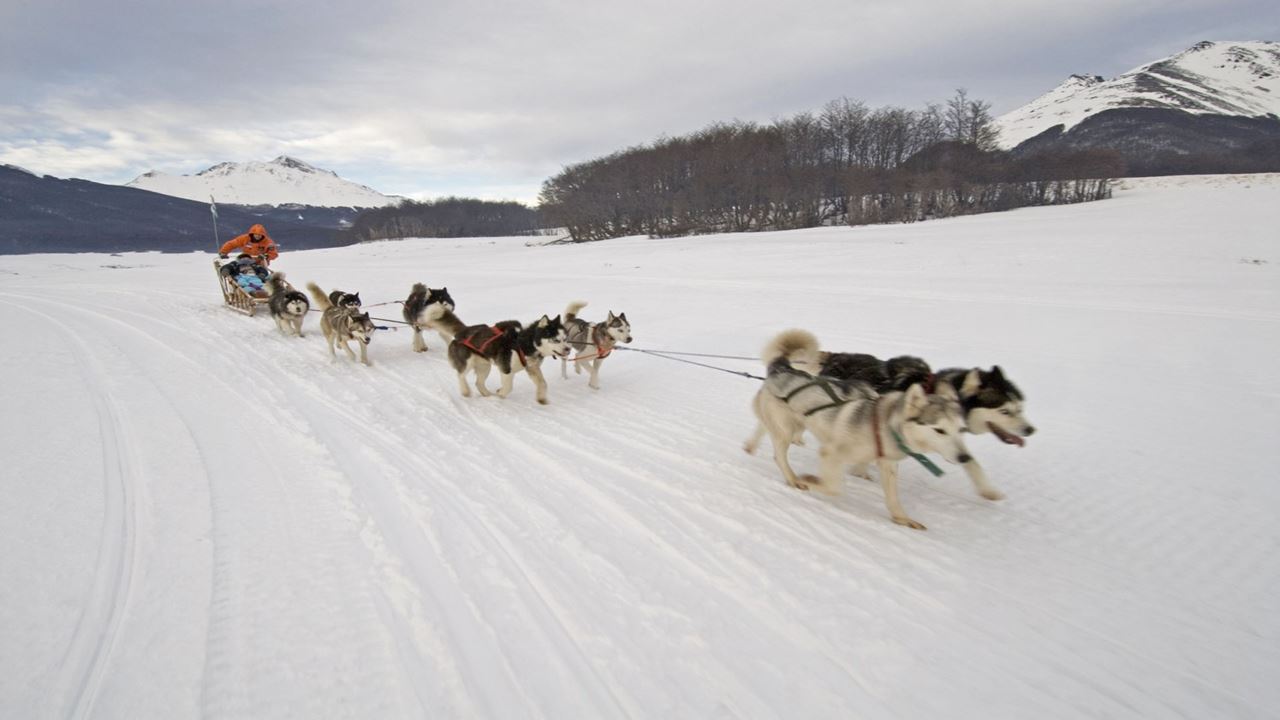 Husky Experience (1)