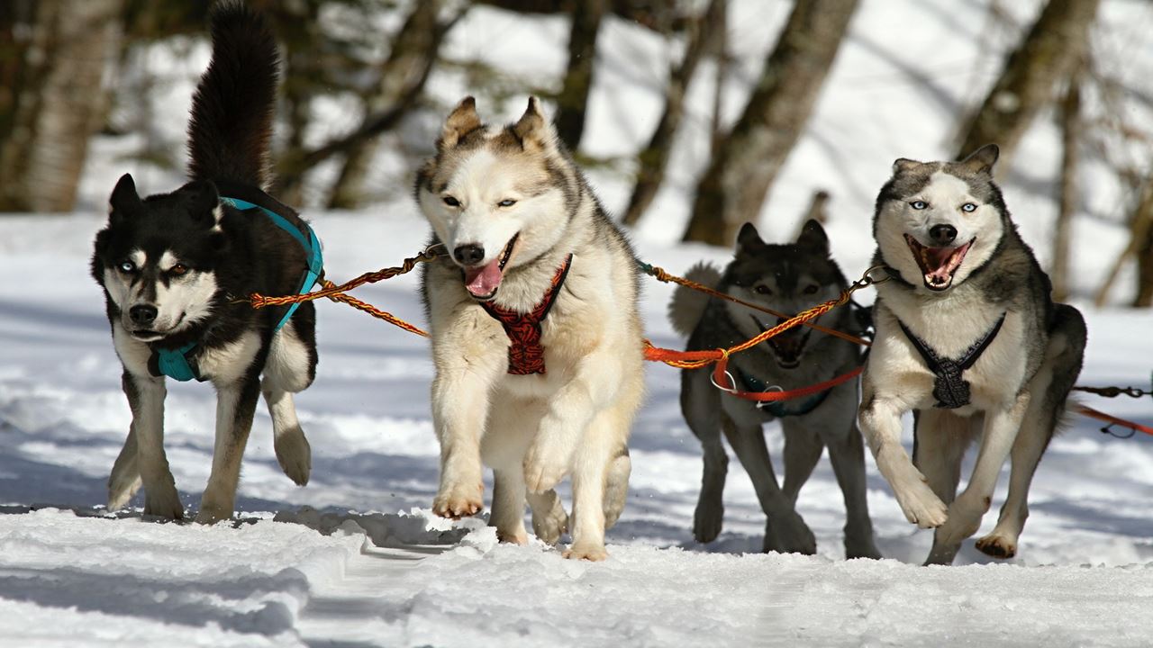 Husky Experience (0)