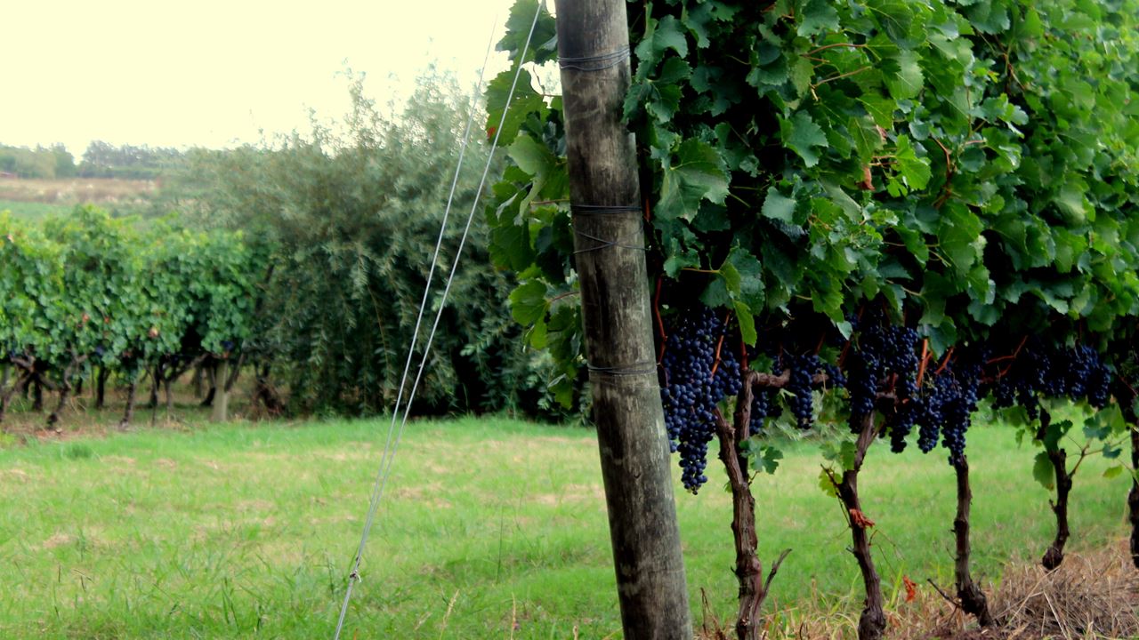 Experiencia Maridaje En Bodega Spinoglio (0)