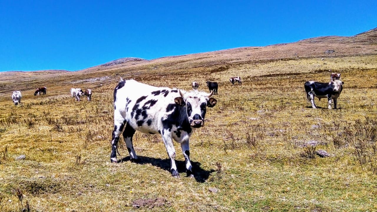 Explora El Páramo De Santurbán foto 4