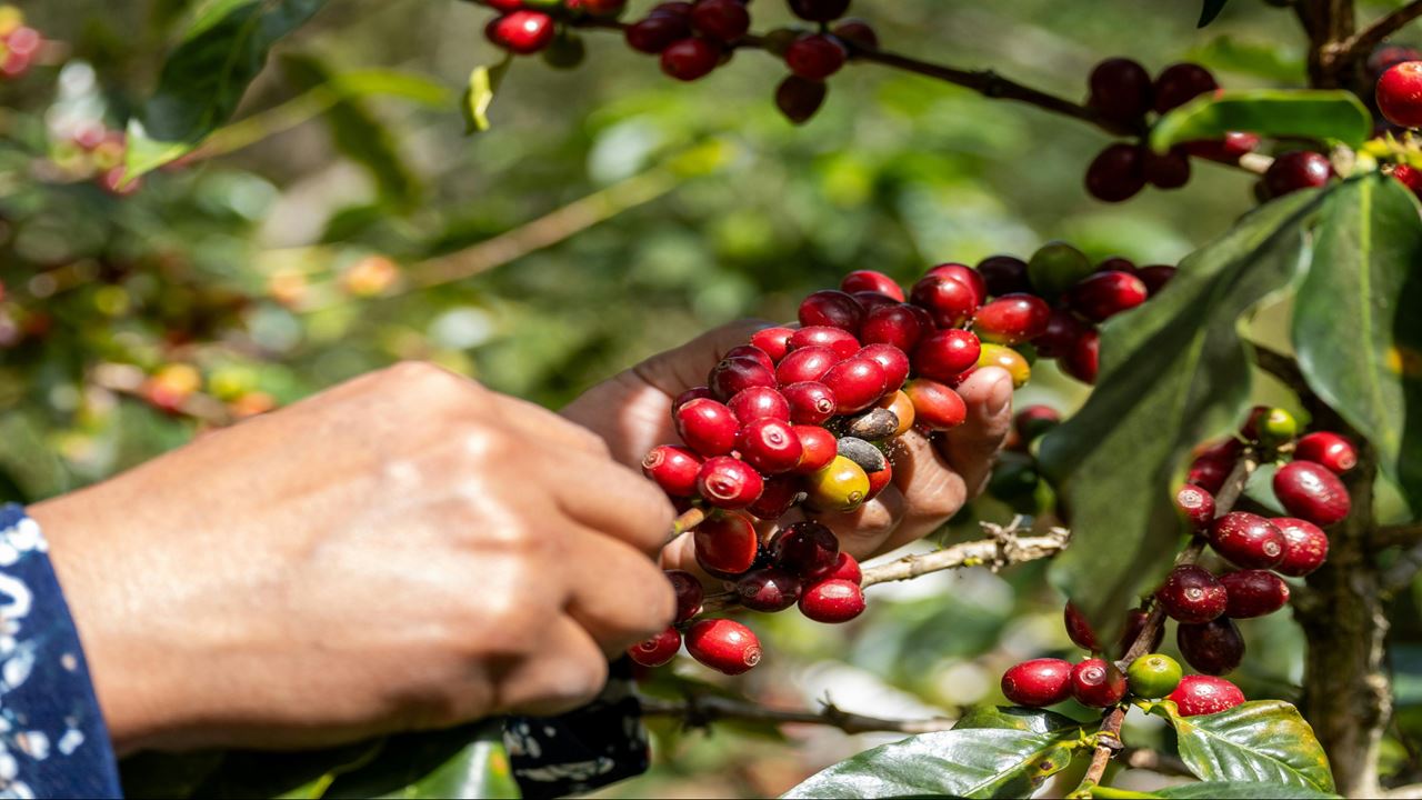 Finca El Ocaso: Coffee Tour With Jeep Willys, Harvesting And Coffee Tasting
 foto 5