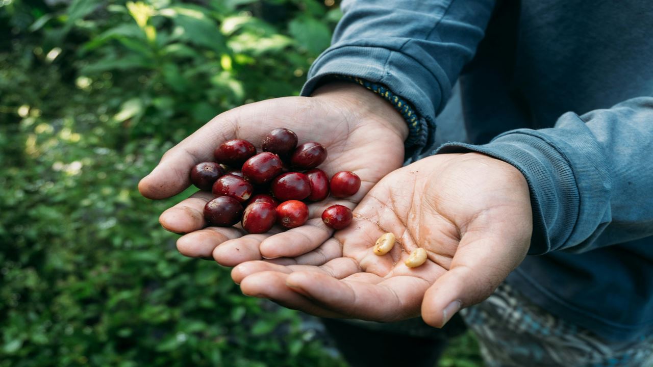 Finca El Ocaso: Coffee Tour With Jeep Willys, Harvesting And Coffee Tasting
 foto 2