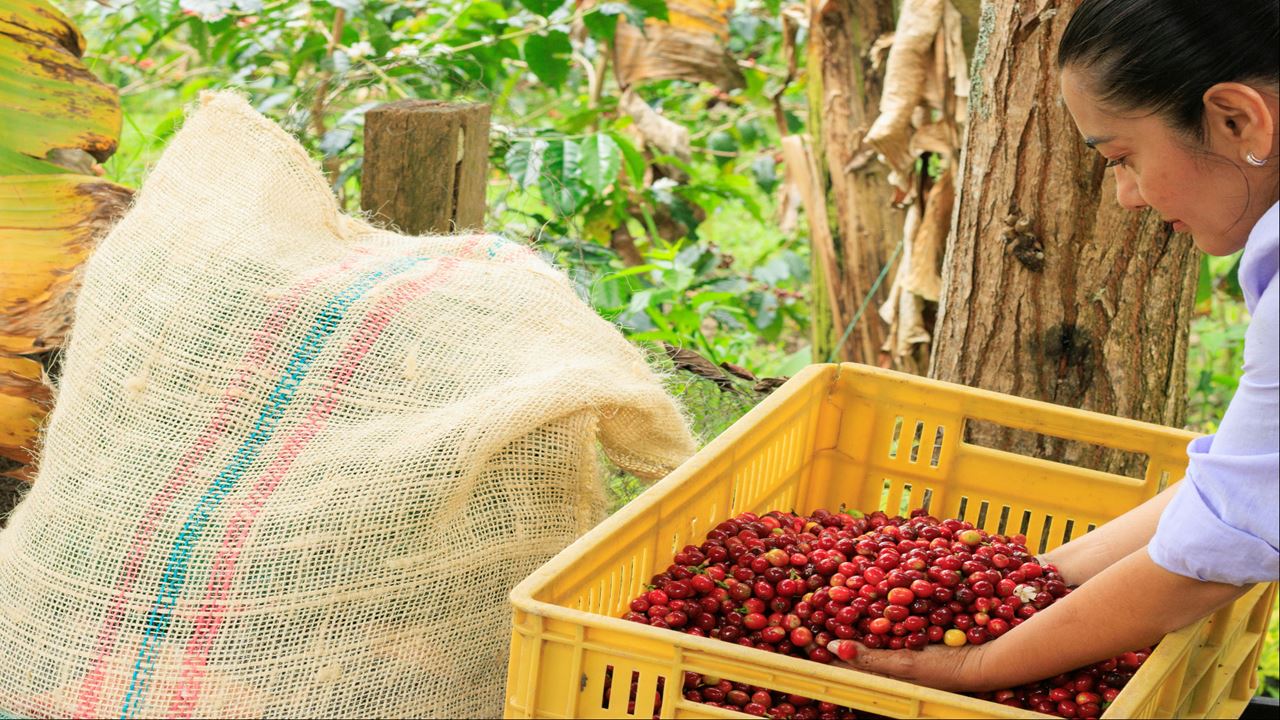 Finca El Ocaso: Coffee Tour With Jeep Willys, Harvesting And Coffee Tasting
 foto 4