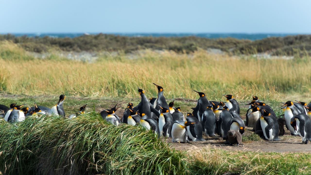 Dia Inteiro No King Penguin Park Em Tierra Del Fuego foto 4
