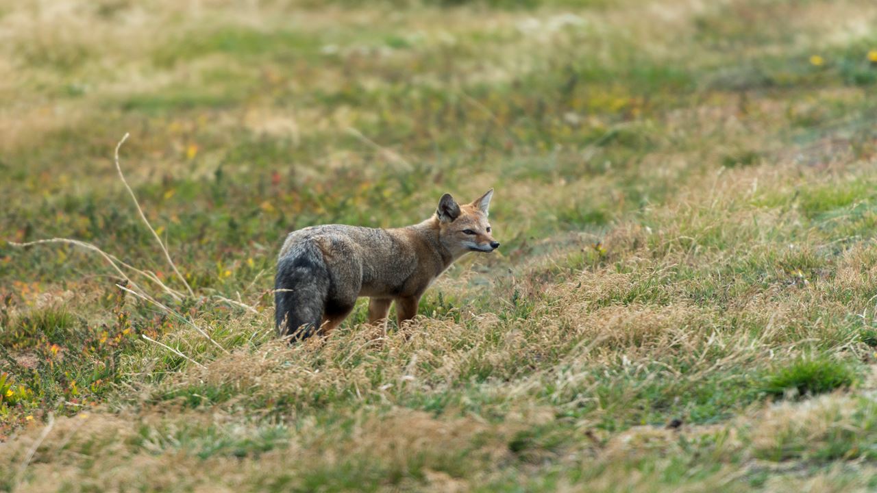 Dia Inteiro No King Penguin Park Em Tierra Del Fuego foto 8