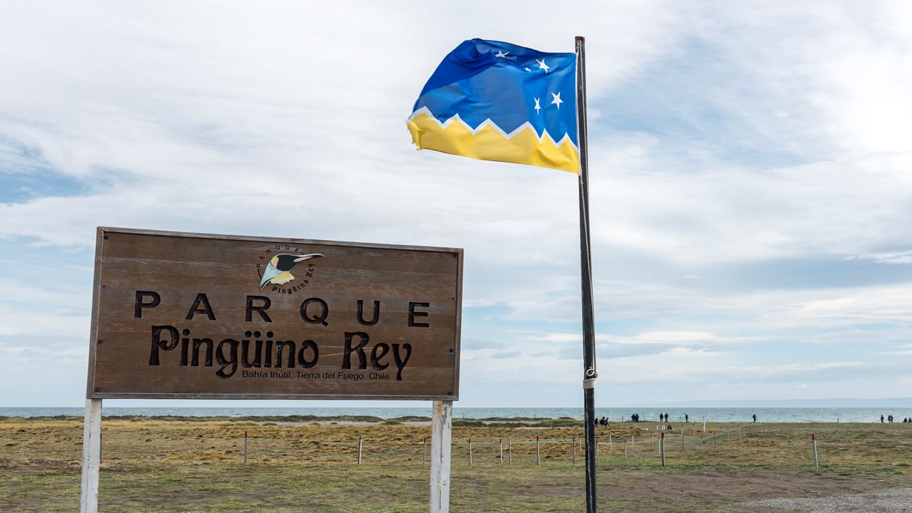 Dia Inteiro No King Penguin Park Em Tierra Del Fuego foto 5