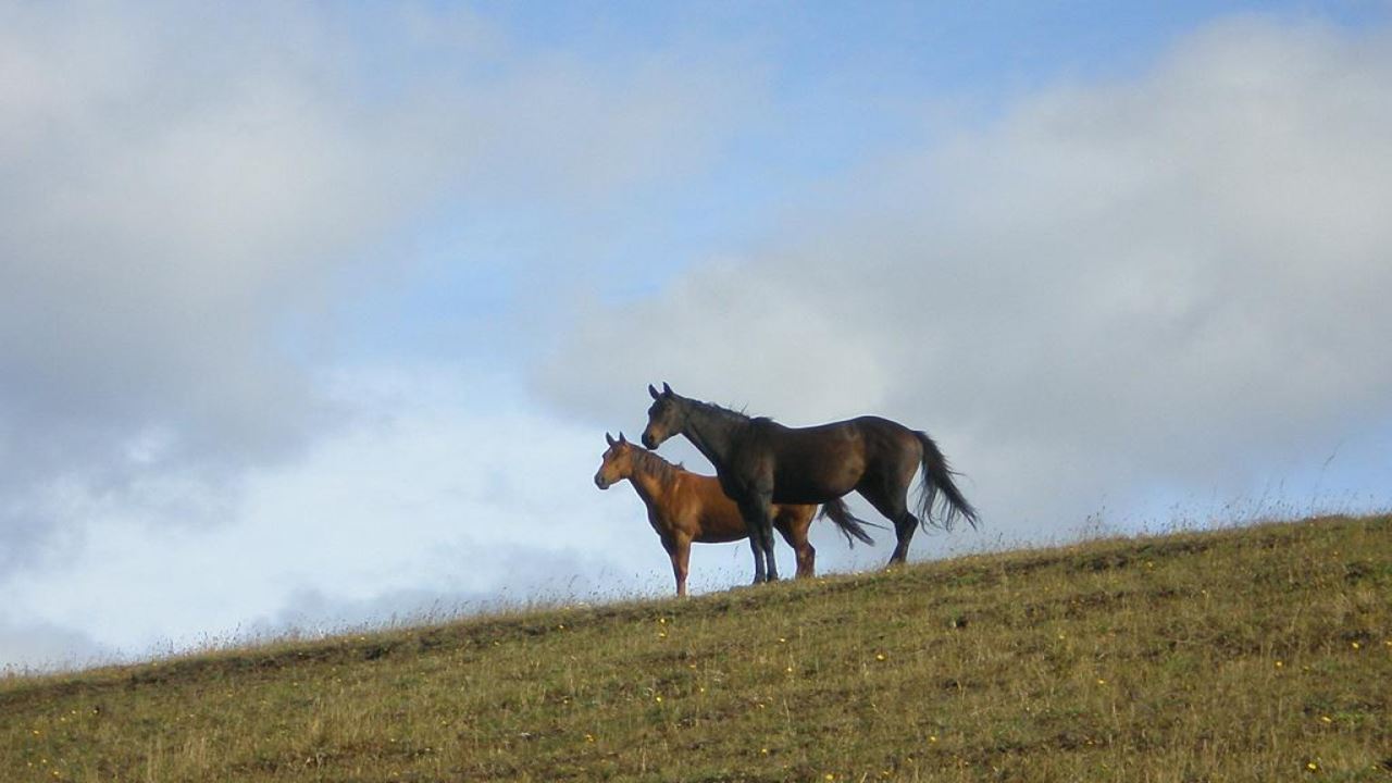 Gaucho Patagon Tradiciones Campestres En Coyhaique foto 4