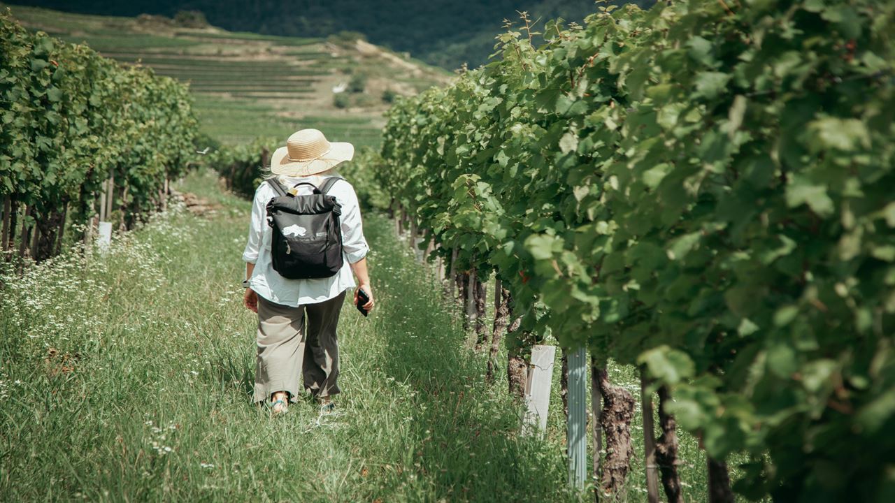 Hacienda Paraíso E A Rota Do Vinho foto 7