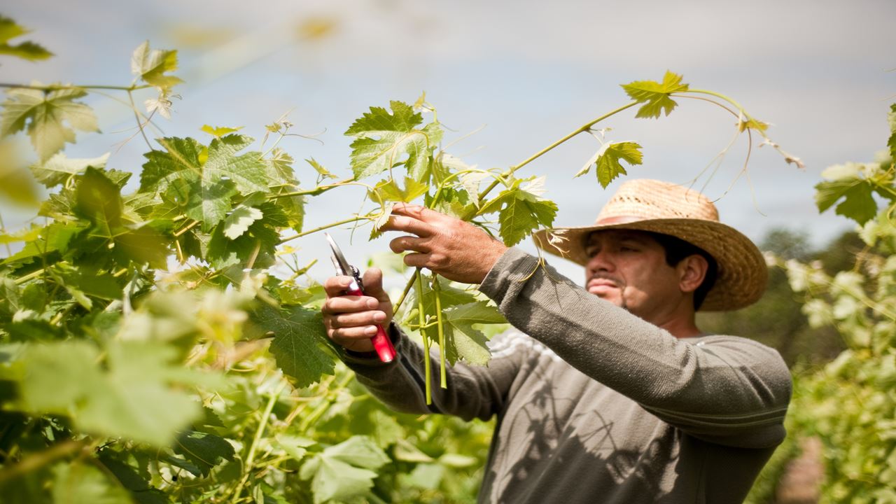 Hacienda Paraíso E A Rota Do Vinho foto 3