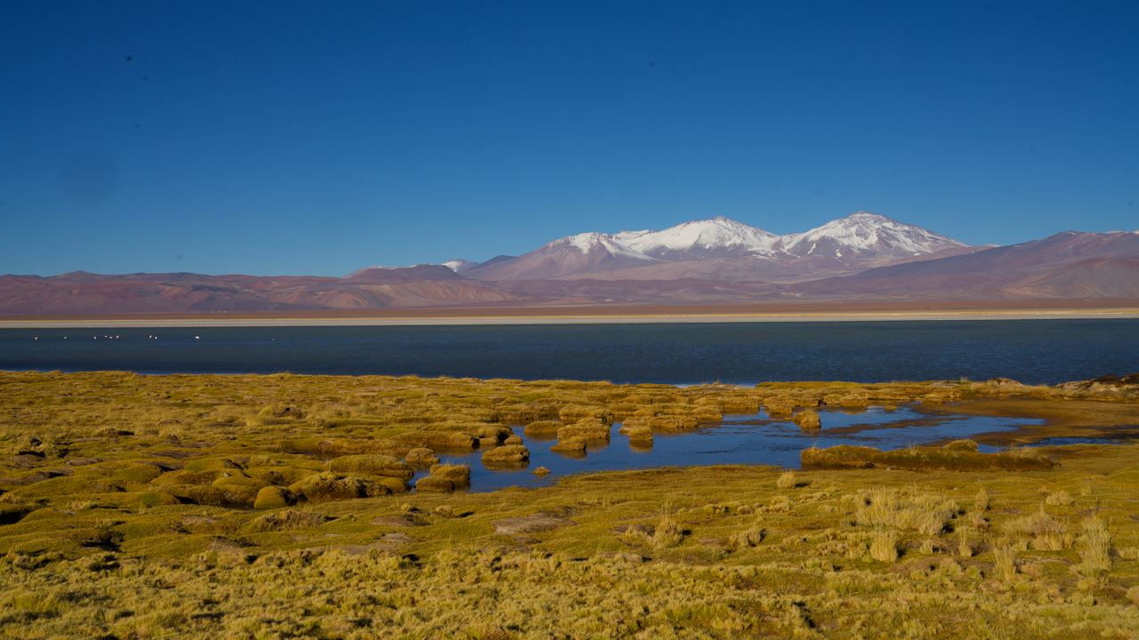 Half Day Cejar Lagoon + Ojos Del Salar + Tebenquiche Lagoon. (1)