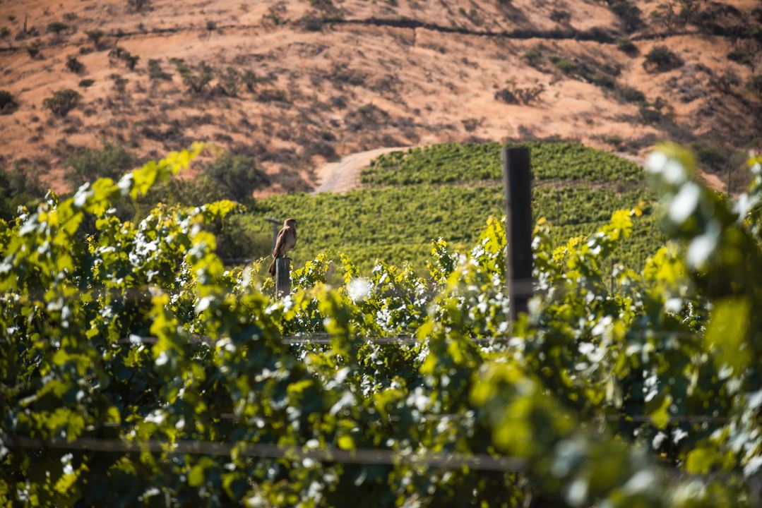 Haras De Pirque: Viña Orgánica & Cata De Vinos Icono (3)