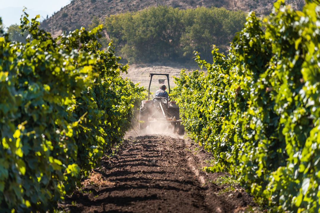 Haras De Pirque: Viña Orgánica & Cata De Vinos Icono (5)