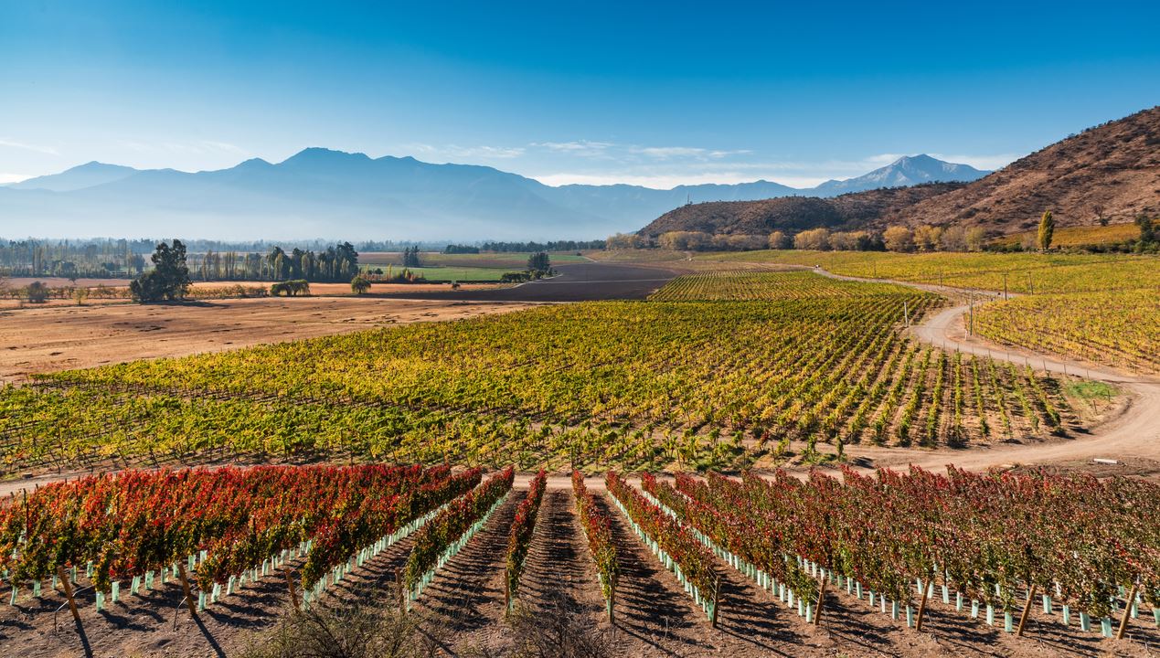 Haras De Pirque: Viña Orgánica & Cata De Vinos Icono (0)