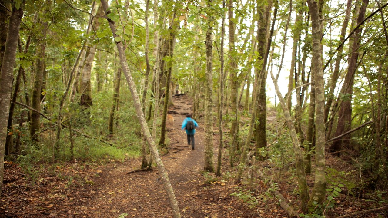 Huilo Huilo Biological Reserve From Pucon foto 5