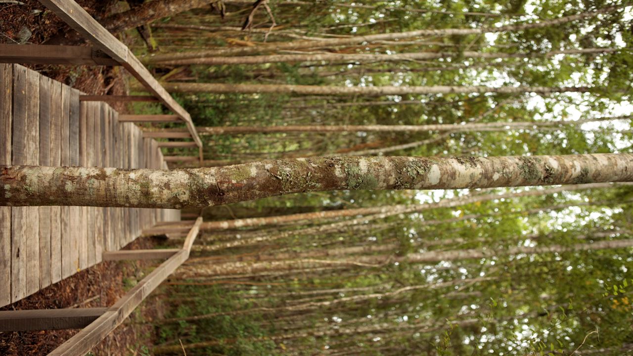 Huilo Huilo Biological Reserve From Pucon foto 7