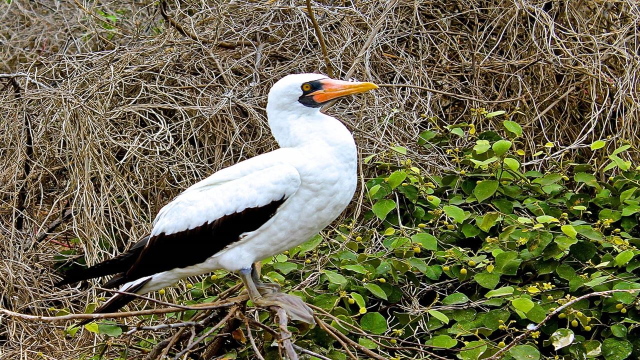 Isla De La Plata: Mar E Vida Selvagem foto 4