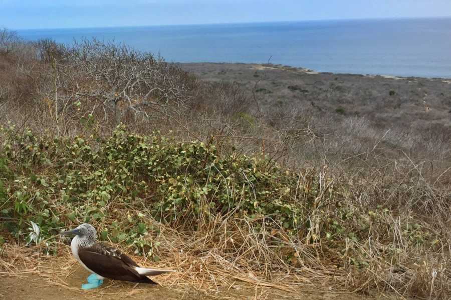 Isla De La Plata: Mar E Vida Selvagem foto 3