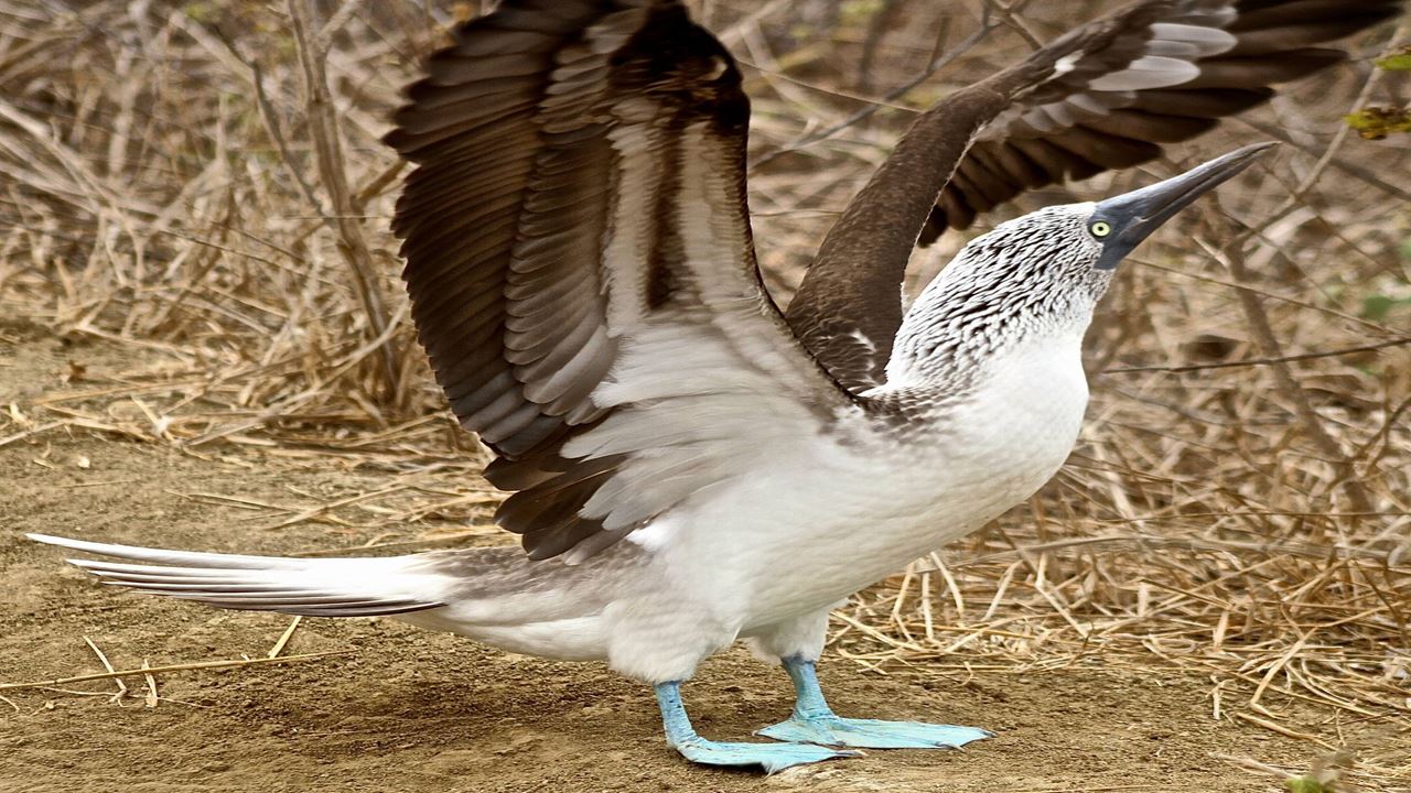 Isla De La Plata: Mar E Vida Selvagem foto 6