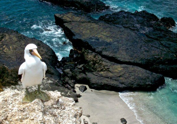 Isla De La Plata: Mar E Vida Selvagem foto 1