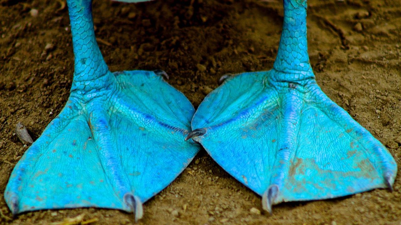 Isla De La Plata: Mar E Vida Selvagem foto 5