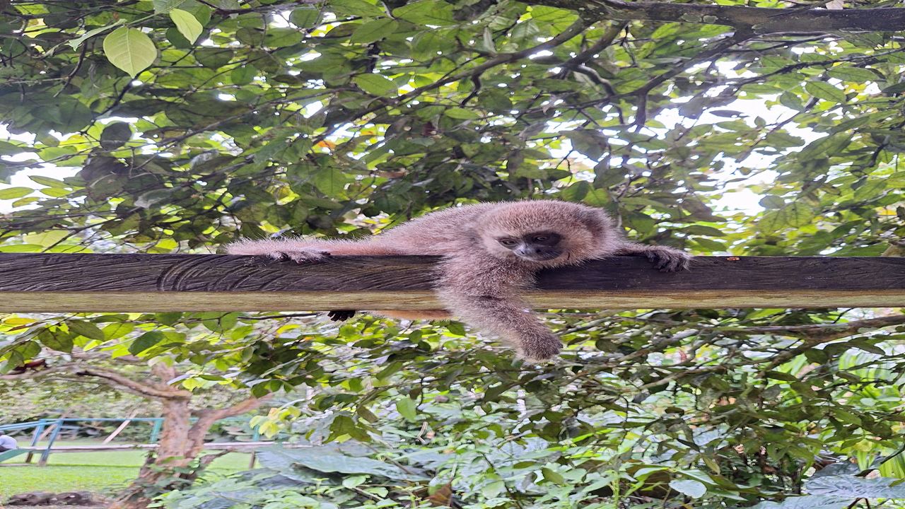 Monkey Island foto 9