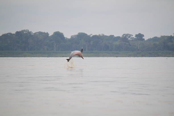 Monkey Island foto 10