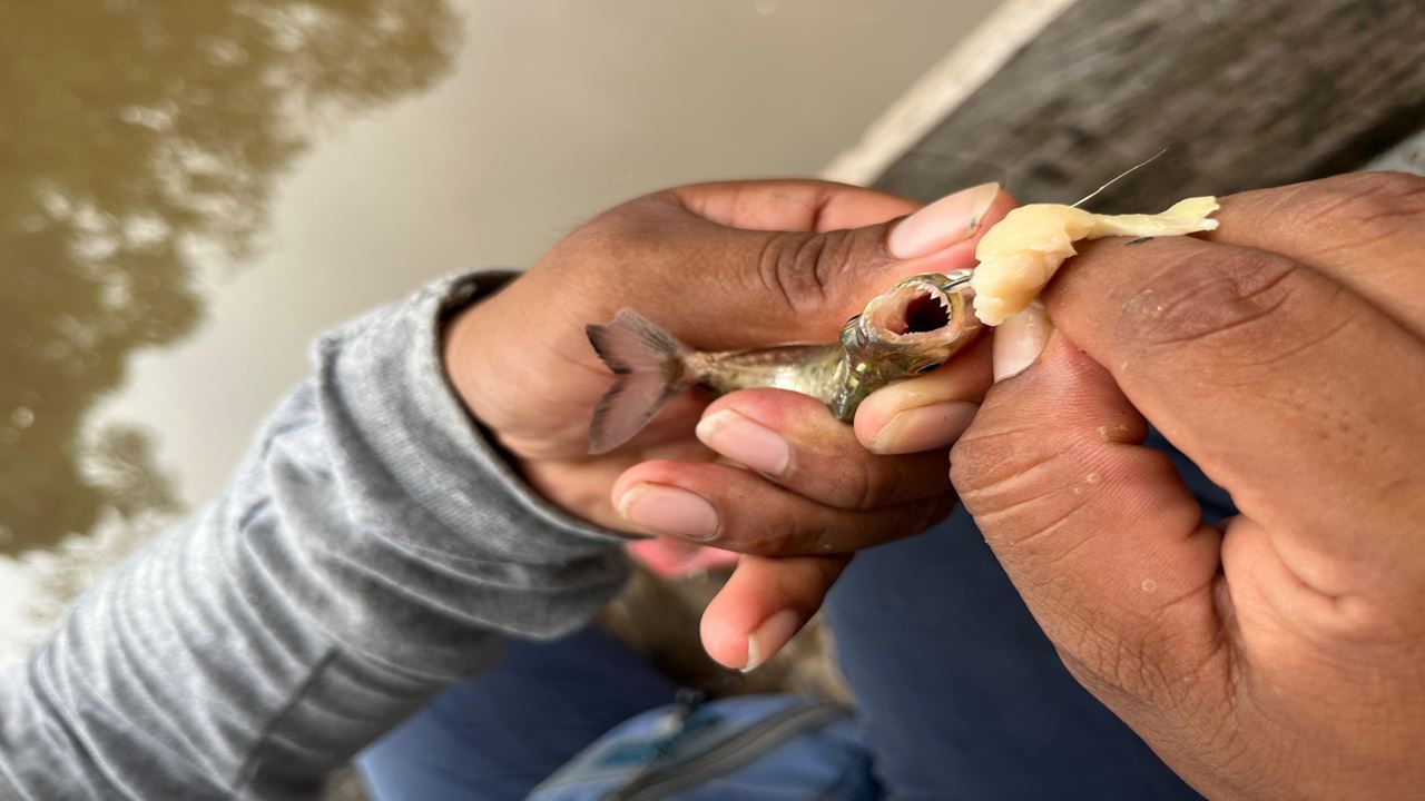 Monkey Island foto 5