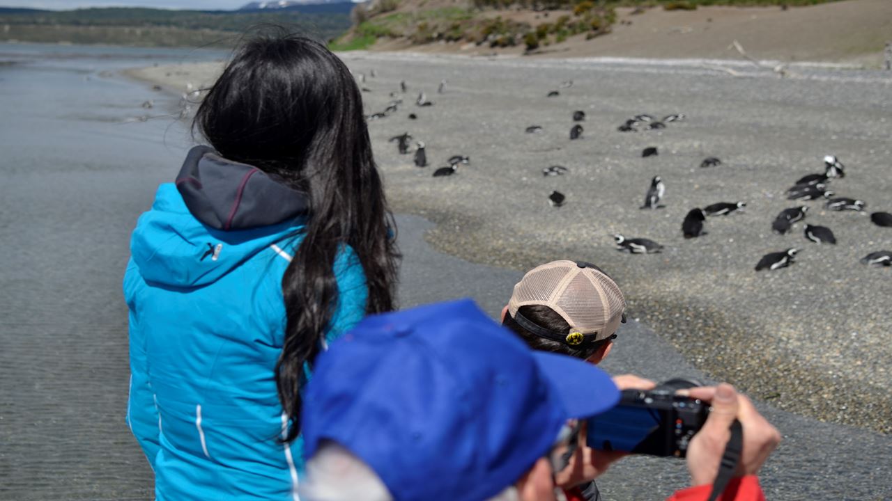 Gable Island E Observação De Pinguins (6)