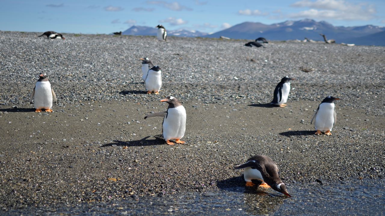 Gable Island E Observação De Pinguins (7)