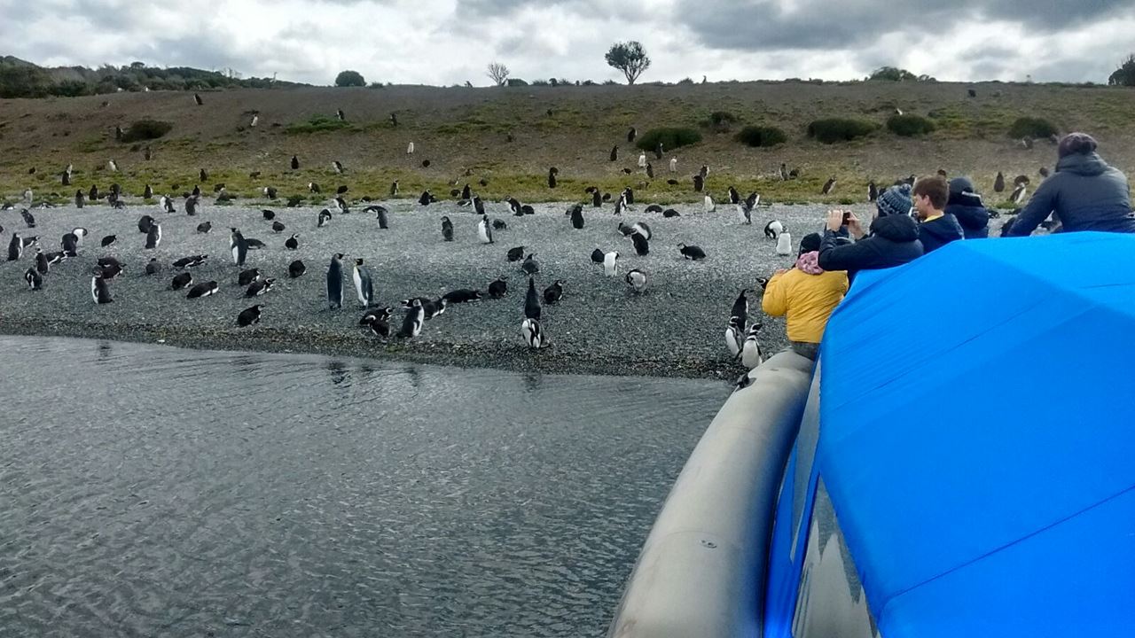 Gable Island E Observação De Pinguins (5)
