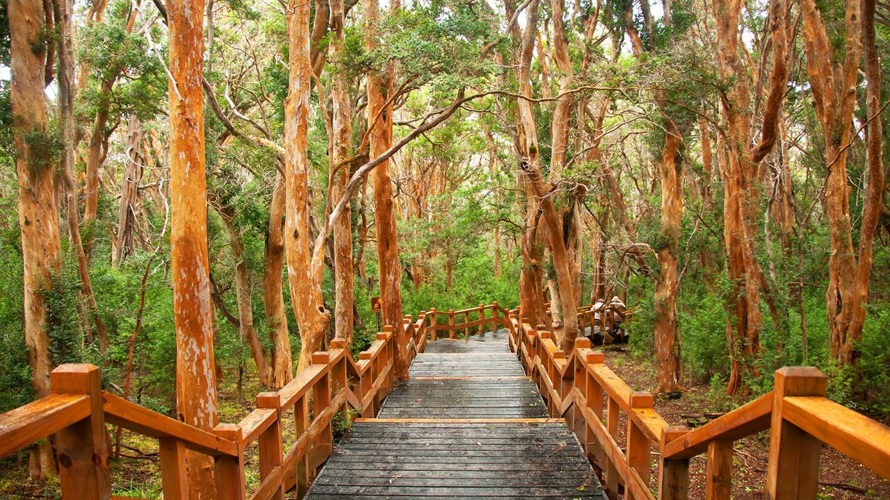 Ilha Victoria E Bosque Arrayanes (7)