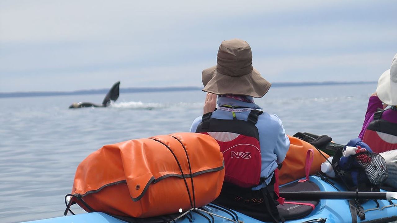 Caiaque Pelo Golfo De San Jose foto 4