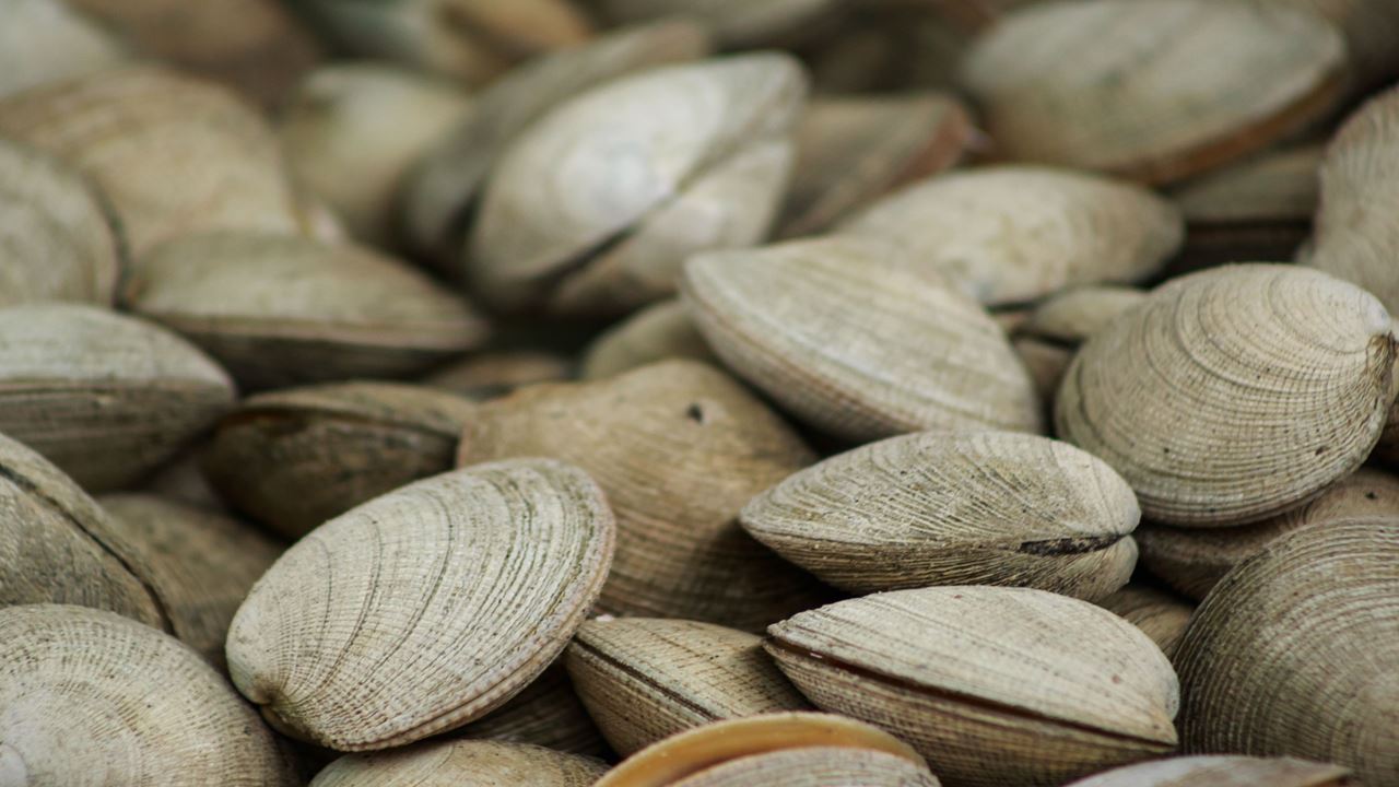 A Rota Pulmay: Sabores Chilote foto 13