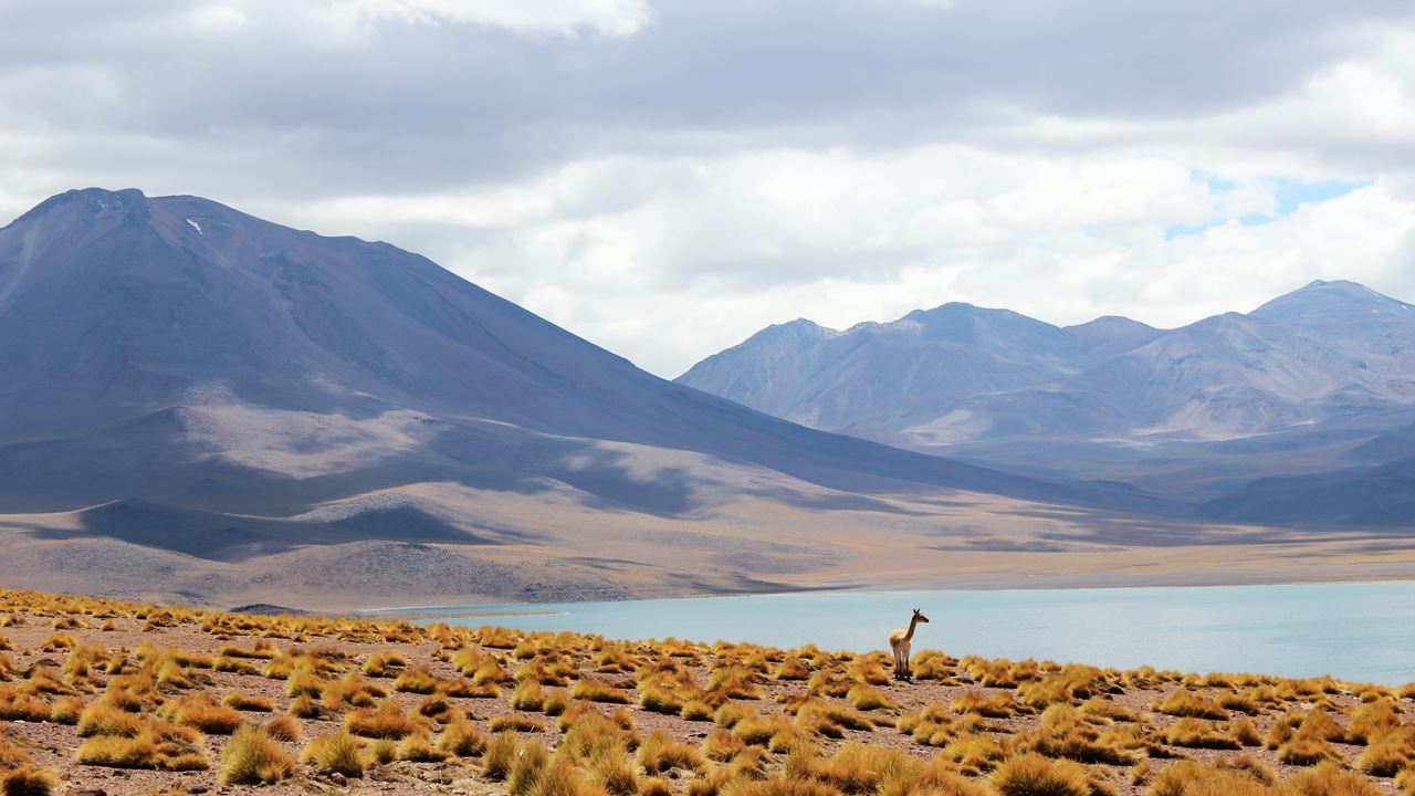 Altiplano Lagoons, Atacama Salt Flats And Piedras Rojas (6)