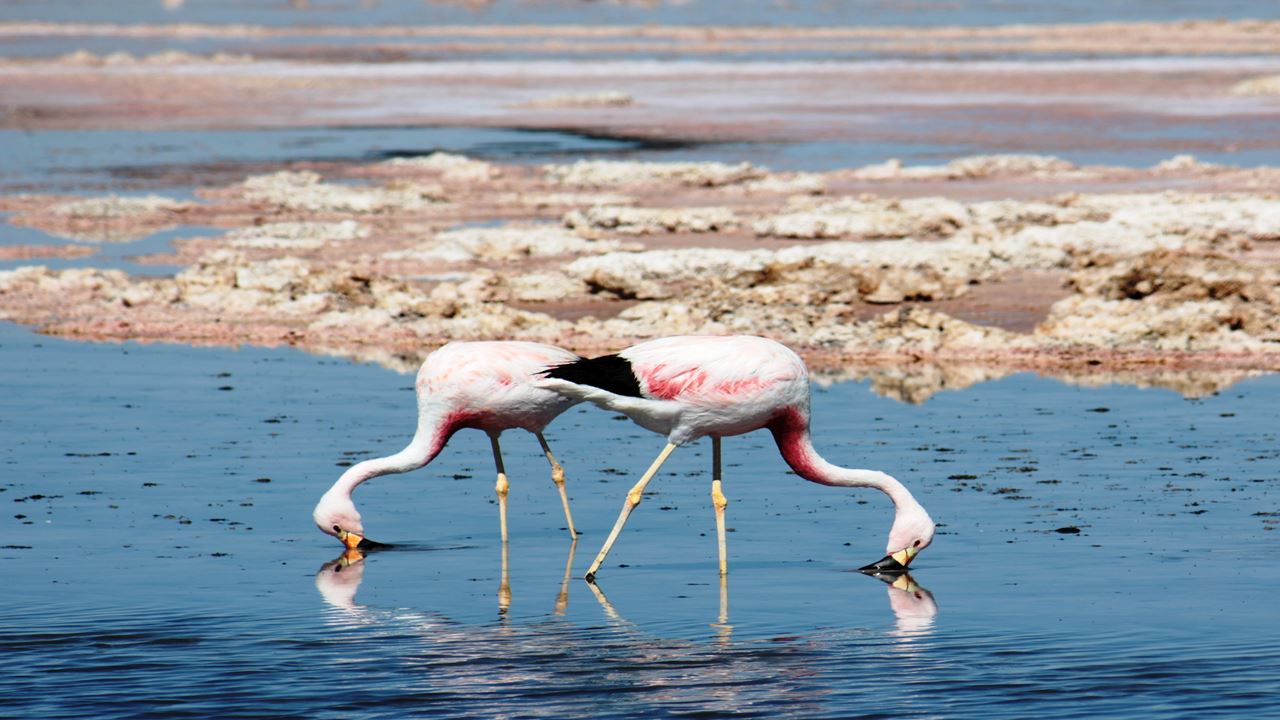 Altiplano Lagoons, Atacama Salt Flats And Piedras Rojas (1)